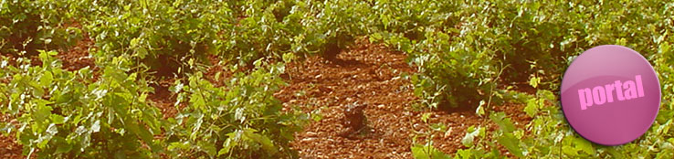 Imagen de viñas manchegas.